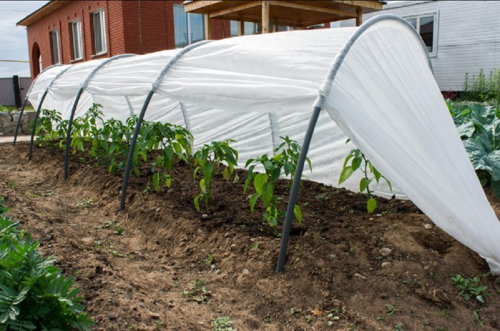 Агроволокно для городу і саду – просте рішення для великого врожаю агроволокно